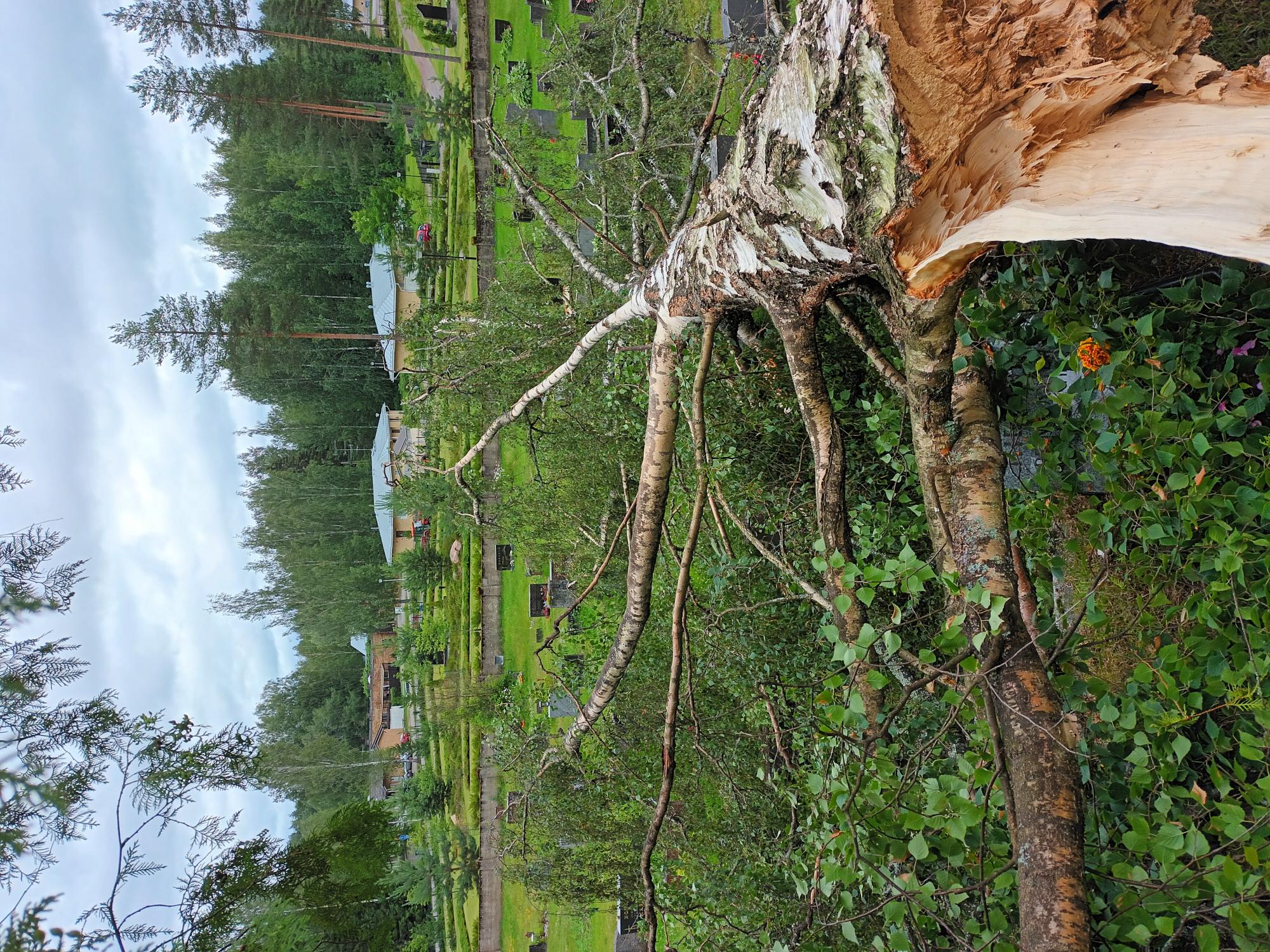 Kaatunut koivu uudella  hautausmaalla